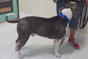 Picture of Wesson