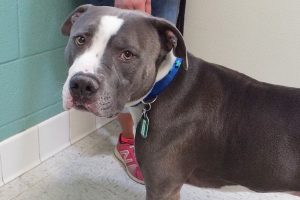 Picture of Wesson
