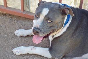Picture of Wesson