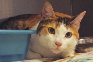 Picture of Chiquita