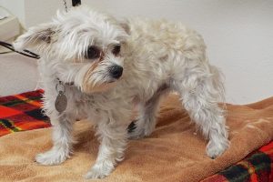 Picture of Chloe