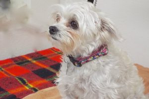 Picture of Chloe
