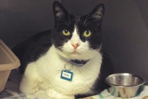 Picture of Corky