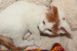 Picture of Davinci