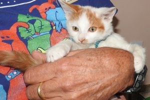 Picture of Davinci