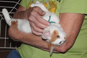 Picture of Davinci