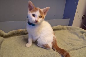 Picture of Davinci