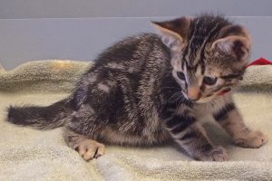 Picture of Fritatta