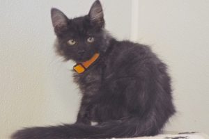 Picture of Gouda
