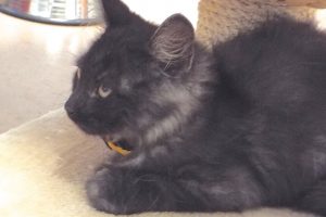 Picture of Gouda
