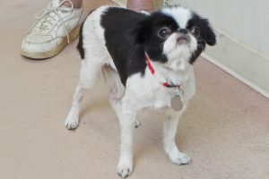 Picture of Gypsy