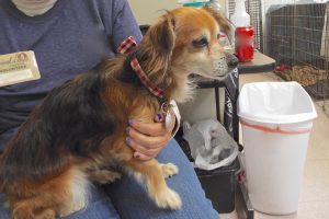 Picture of Lily