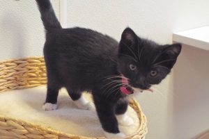 Picture of Little T