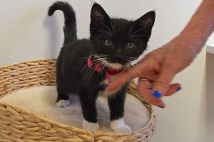Picture of Little T
