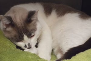 Picture of Missy