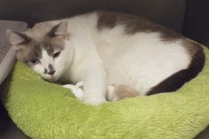 Picture of Missy