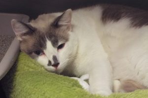 Picture of Missy