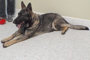 Picture of Moxie