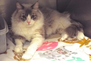 Picture of Mr. Cat