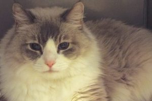 Picture of Mr. Cat