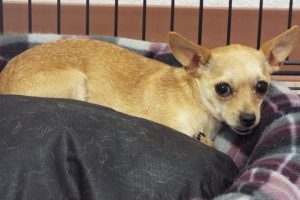 Picture of Nougat