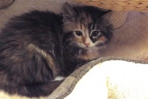 Picture of Omelette