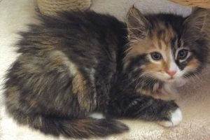 Picture of Omelette