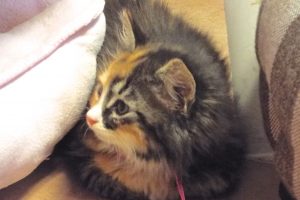 Picture of Omelette