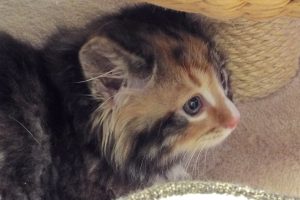 Picture of Omelette