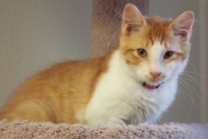 Picture of Paprika