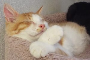 Picture of Paprika