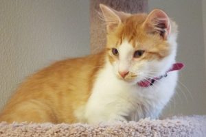 Picture of Paprika