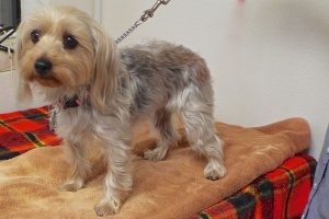 Picture of Penny