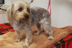 Picture of Penny