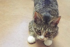 Picture of Pipalo