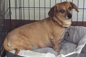 Picture of Pudge