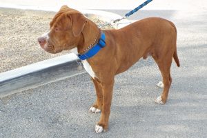 Picture of Ralphie