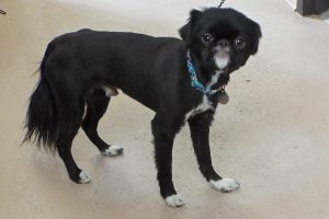 Picture of Rambler