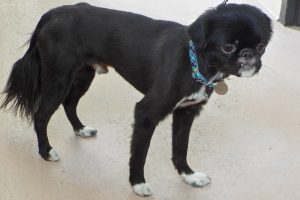 Picture of Rambler