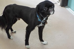 Picture of Rambler