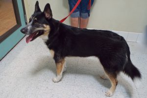 Picture of Scout