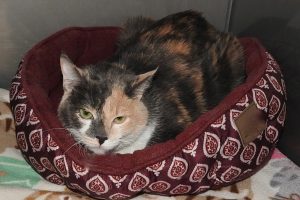 Picture of Sophia