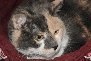 Picture of Sophia