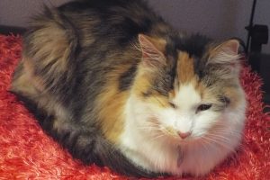 Picture of Abbie