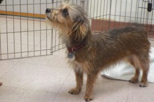 Picture of Brownie