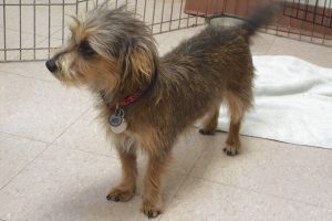 Picture of Brownie