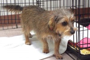 Picture of Brownie