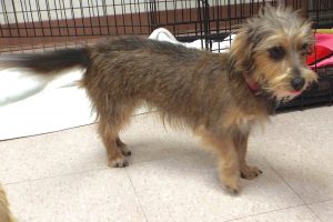 Picture of Brownie