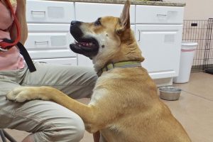Picture of Bruce (CGC)