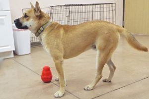 Picture of Bruce (CGC)